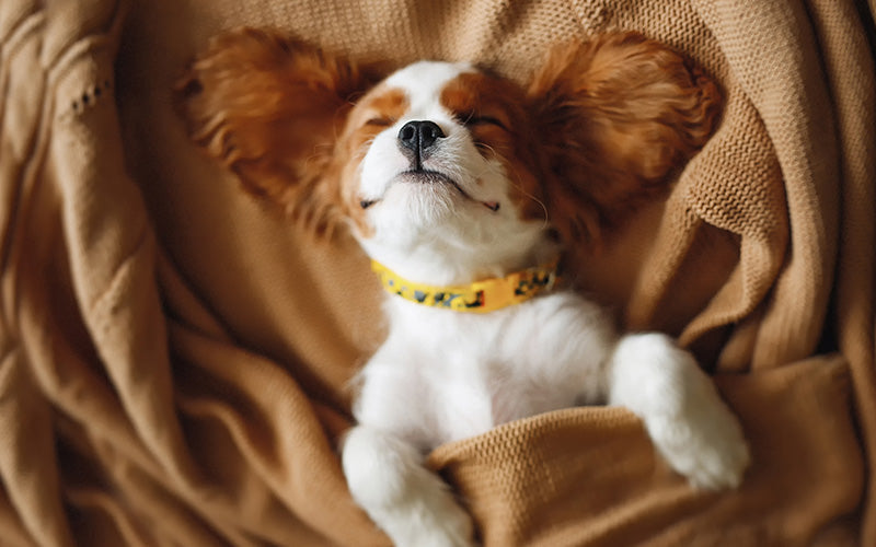 Creating the Perfect Feeding Routine with the Right Pet Bowls