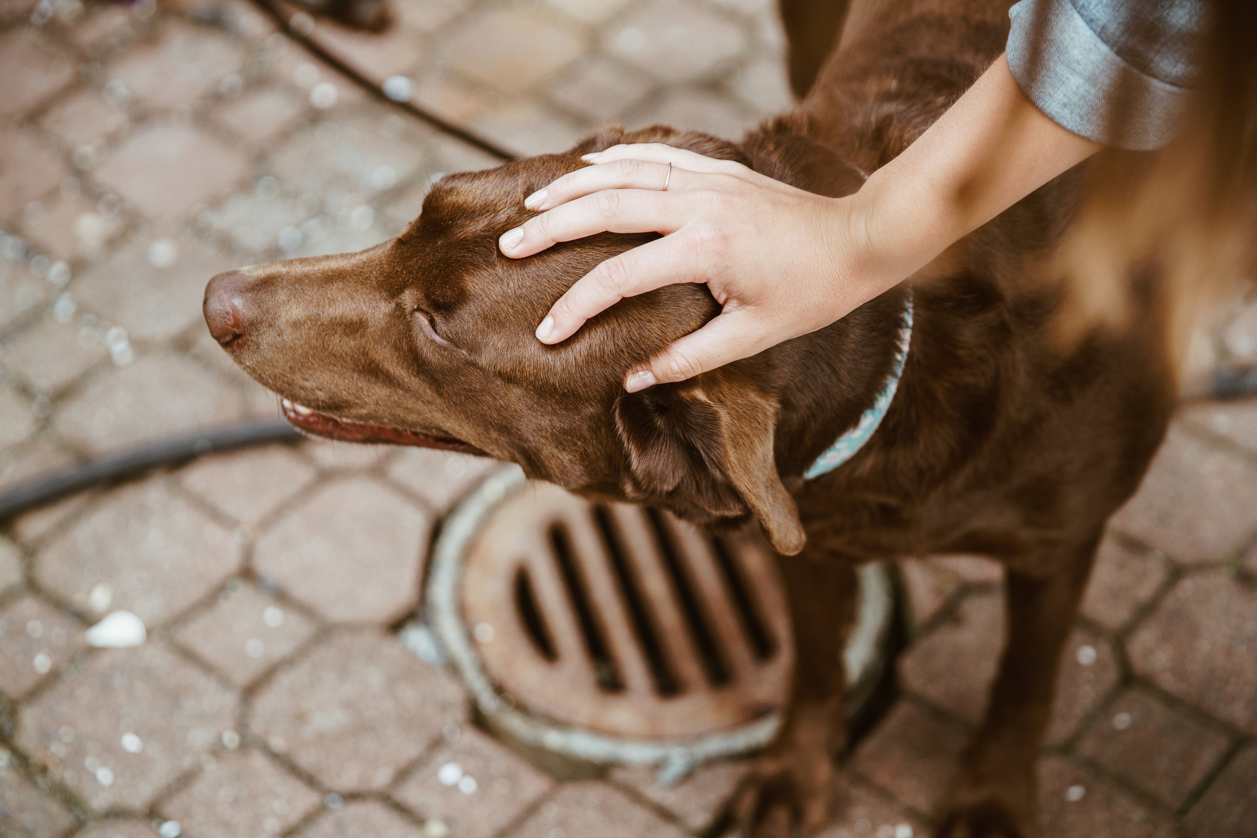 Why Dogs Pull on the Leash — And How to Fix It