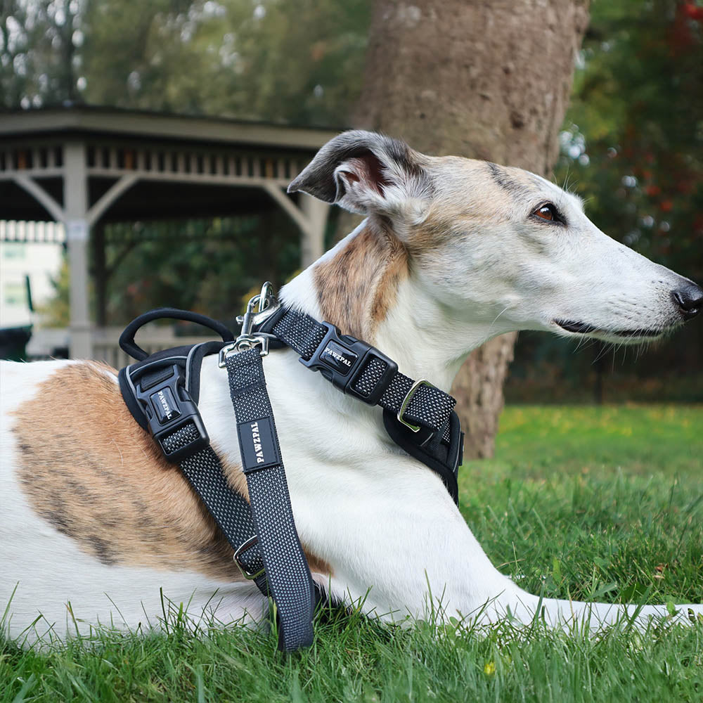 How to Choose the Right Dog Harness