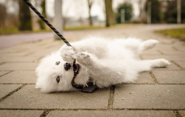 Why Every Dog Owner Needs a Travel Dog Leash in 2026