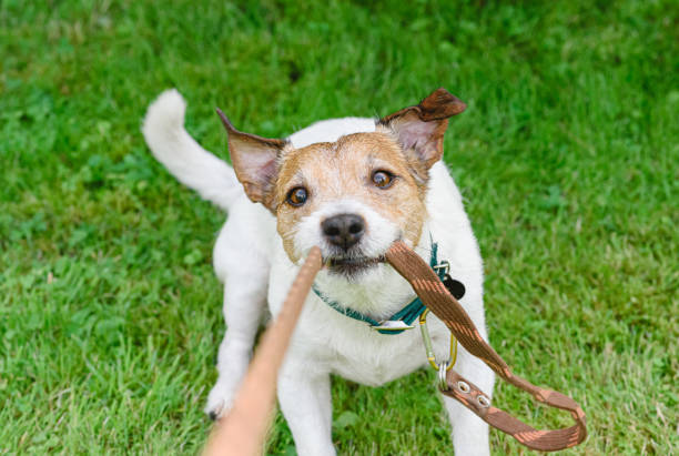 Small dog playfully tugging on its leash while sitting on grass