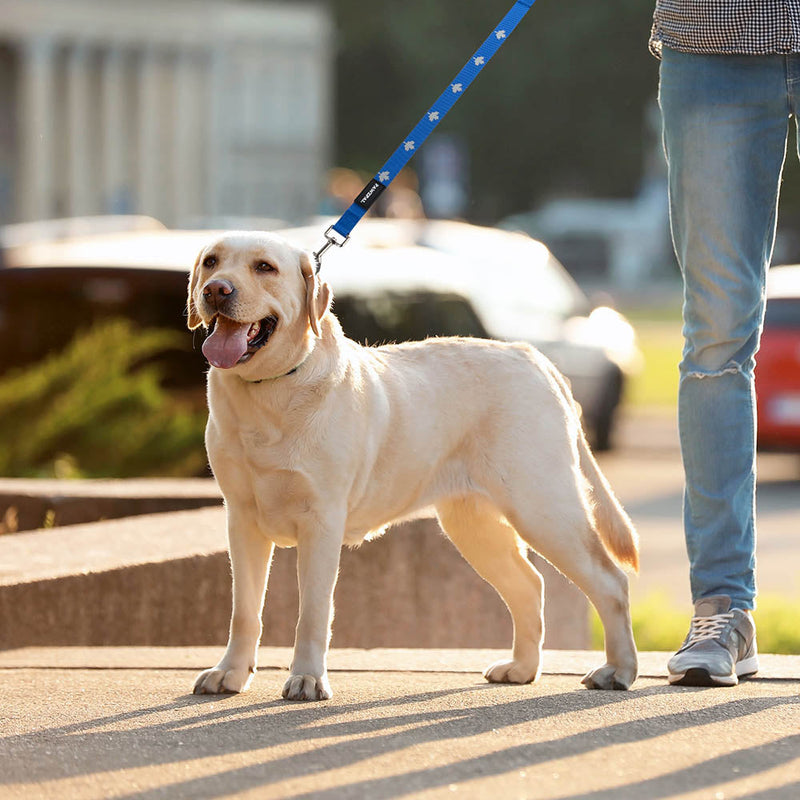 Hands Free Dog Leash