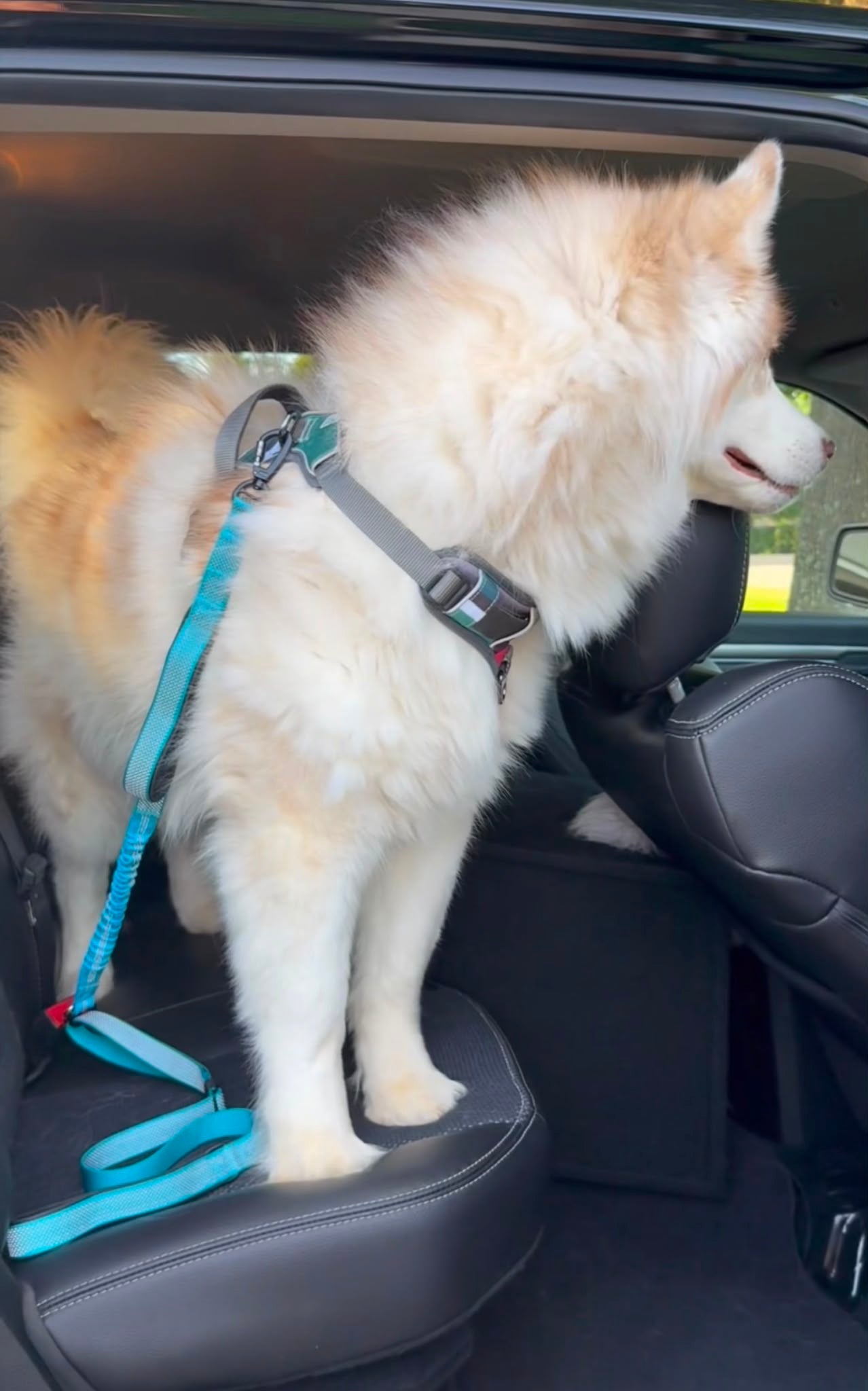 PawzPal 4–6FT Adjustable Reflective Dog Leash with Car Seat Belt Clip for Walking, Training & Travel