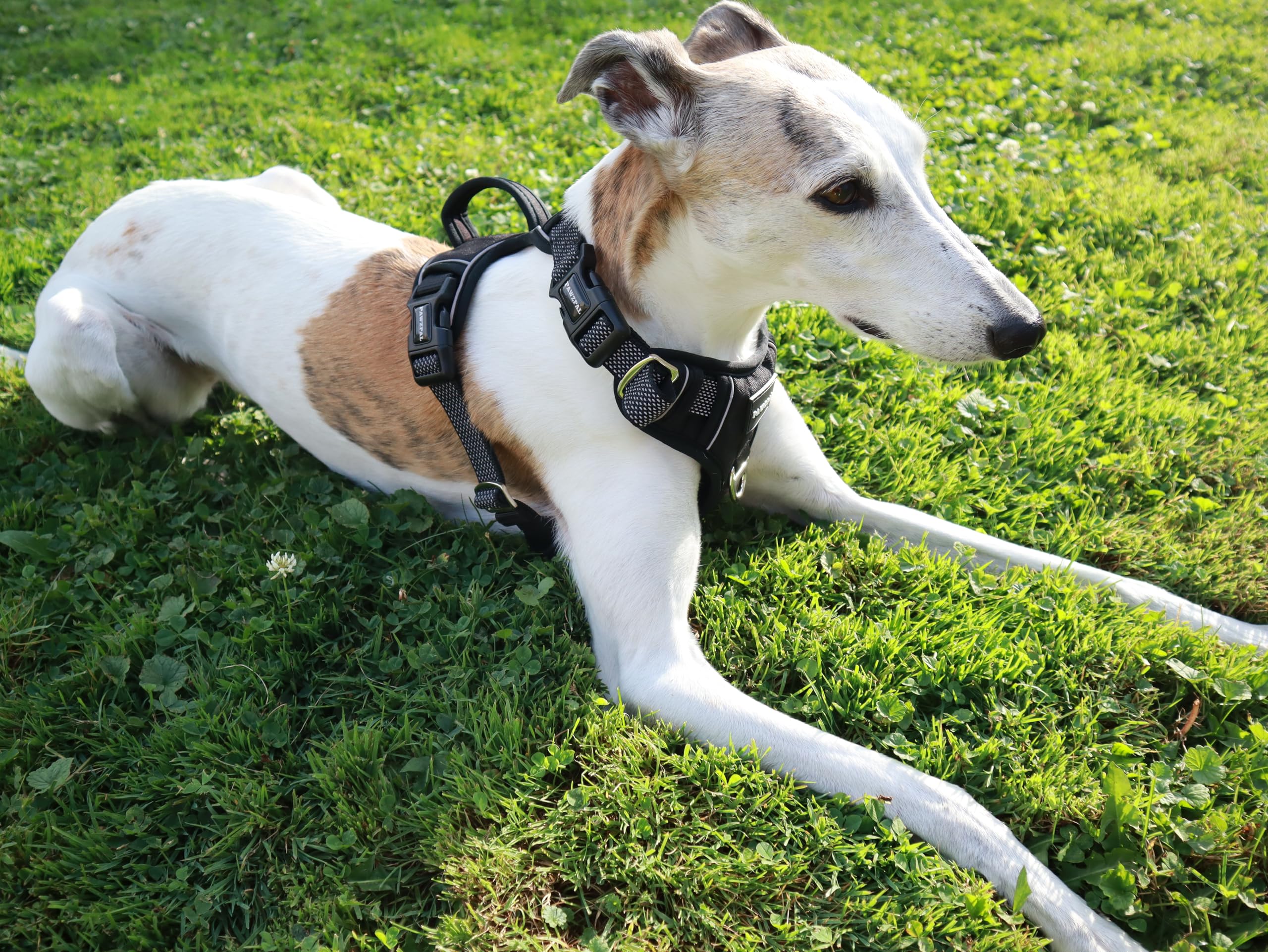 PAWZPAL Dog Harness, No-Pull Dog Harness with 2 Leash Clips, Reflective and Adjustable Soft Padded Pet Vest, No-Choke Design with Easy Control Handle, for Small to Large Dogs