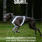 Dog wearing a reflective harness in a dark forest with text encouraging pet safety.
