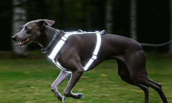 Dog wearing a reflective harness in a dark forest with text encouraging pet safety.
