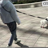 PawzPal Hands-Free Dog Leash — No-Pull, Reflective, Shock-Absorbing