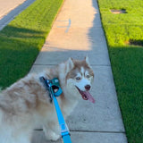 PawzPal 4–6FT Adjustable Reflective Dog Leash with Car Seat Belt Clip for Walking, Training & Travel