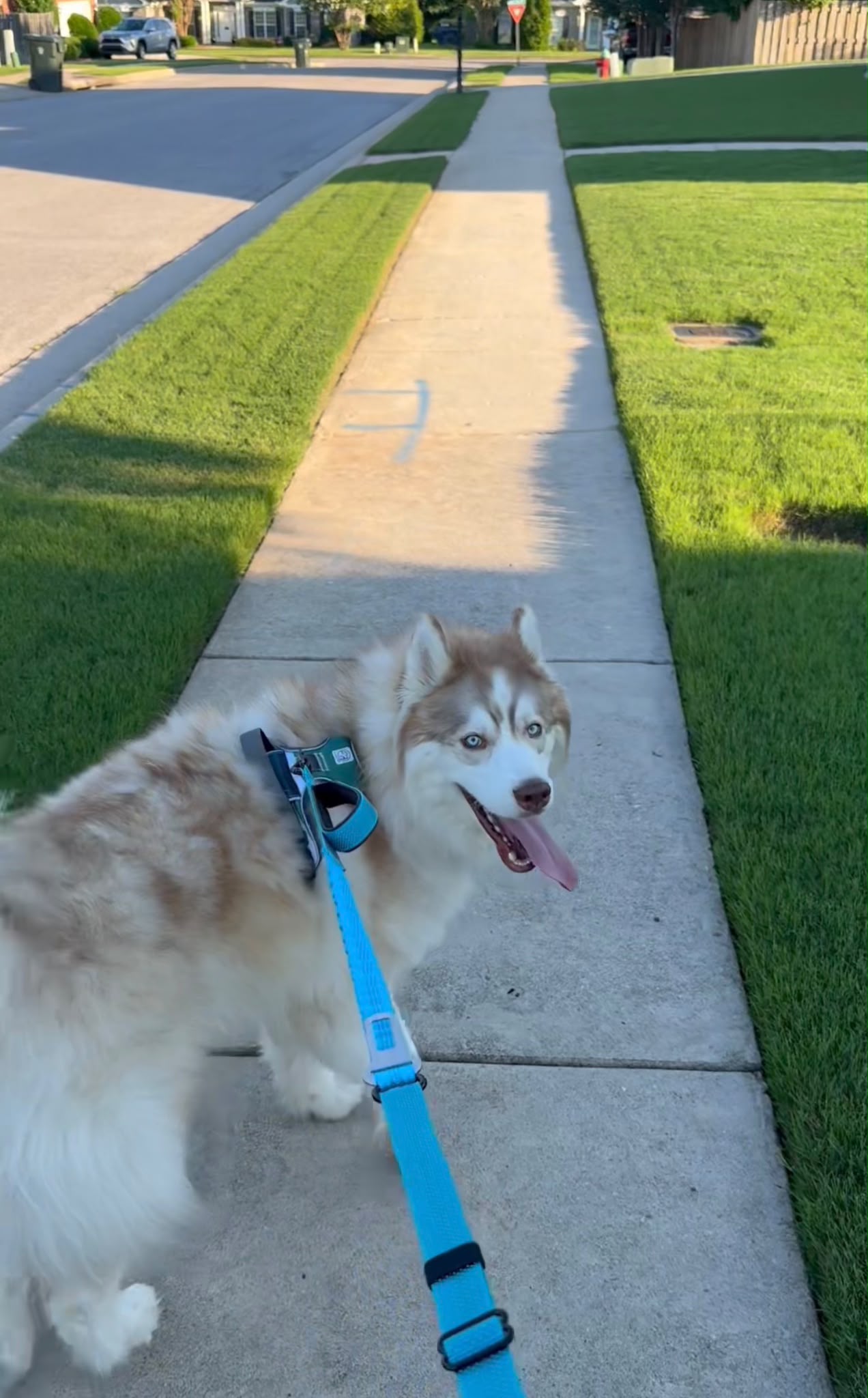 PawzPal 4–6FT Adjustable Reflective Dog Leash with Car Seat Belt Clip for Walking, Training & Travel