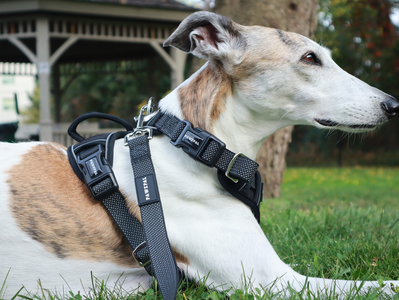 Harnais pour chien anti-traction PawzPal | Réfléchissant • Réglable • Rembourré doux