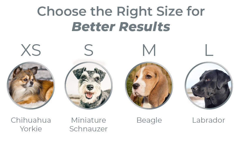 PAWZPAL 6FT Bungee Dog Leash & Martingale Collar Set Classic Black – Shock-Absorbing Dual Chain Training Collar, Starlight Reflective, Soft-Padded Handle, Heavy-Duty for Small Medium Large Dogs